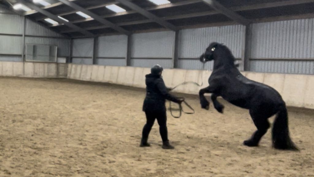 paardengedrag horsemanship grondwerk longeren