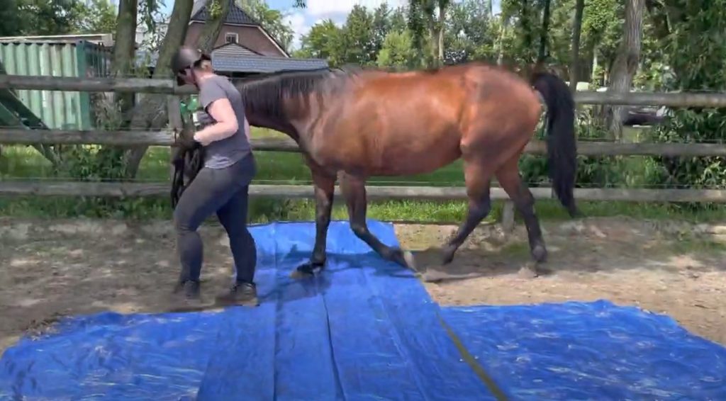 grondwerk schriktraining horsemanship 